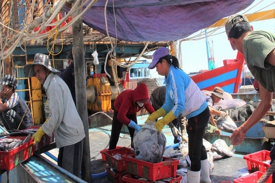 Các tỉnh miền Trung nỗ lực cùng cả nước gỡ “thẻ vàng” IUU