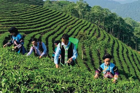 Lào Cai: Thúc đẩy nông nghiệp hàng hóa