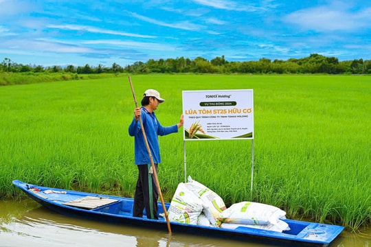 TOMAX Holding - Hành trình mang đến loại gạo ST25 Lúa Tôm hữu cơ có “1 không 2”