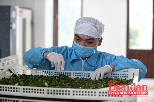 Giải bài toán hộ kinh doanh... "không chịu lớn"