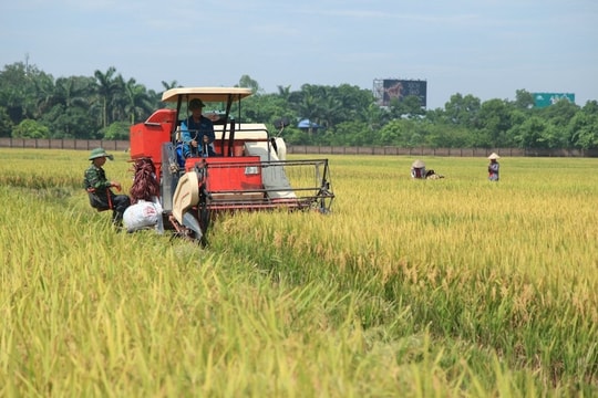 Xuất khẩu gạo kỳ vọng khởi sắc từ giữa quý II