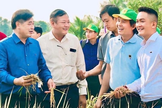 Canh tác lúa giảm phát thải: Hành trình nâng cao giá trị hạt gạo Việt