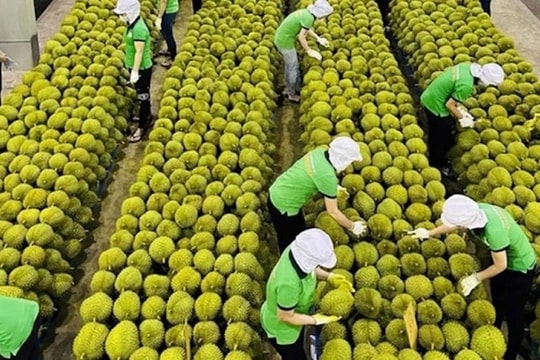 Xuất khẩu rau quả: Đầu "không xuôi", đuôi "khó lọt"