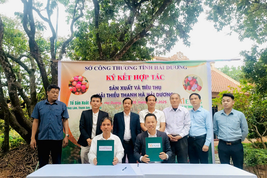 Menas nâng tầm vải thiều Thanh Hà trên thị trường cao cấp