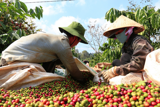 Thuế đối ứng của Mỹ: "phép thử" khả năng thích ứng doanh nghiệp cà phê