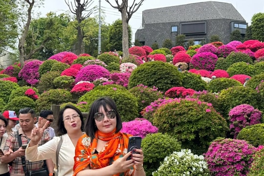 Rực rỡ lễ hội hoa đỗ quyên tại Tokyo Nhật Bản