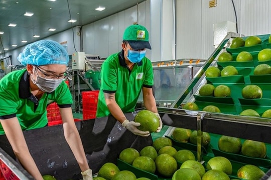 Thuế đối ứng của Mỹ: Ba kịch bản tăng trưởng ngành nông nghiệp