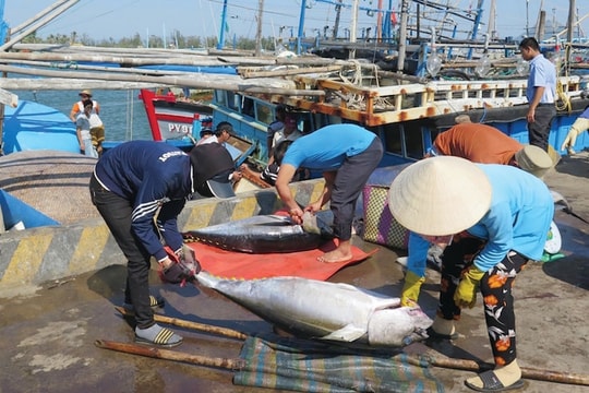 EC lùi thời điểm thanh tra “thẻ vàng” IUU: Ban hành kế hoạch hành động cao điểm