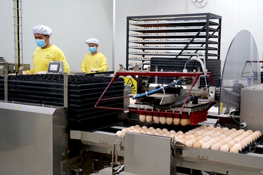 Tây Ninh thúc đẩy kinh tế tuần hoàn trong nông nghiệp