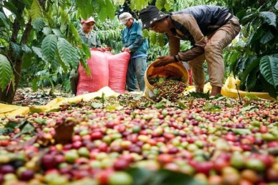 Giải bài toán nâng tầm giá trị cà phê Việt