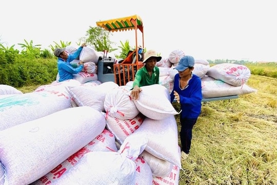 “Siết” quản lý xuất khẩu gạo: Doanh nghiệp cần lộ trình