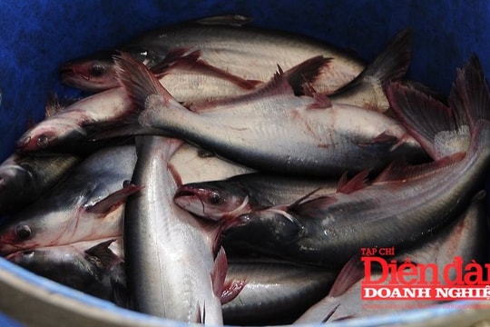 Thị trường hồi phục, doanh nghiệp ngành cá tra "ăn nên làm ra"