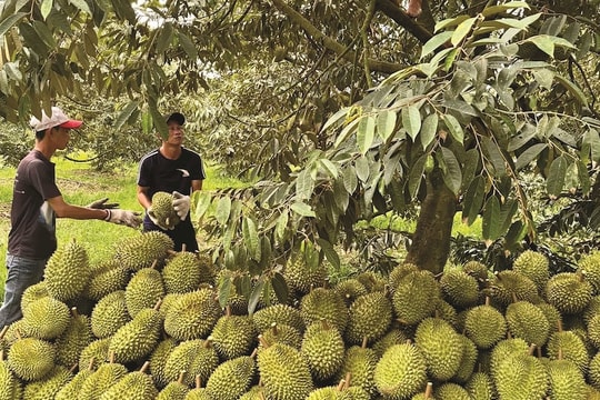 Xử lý nghiêm gian lận mã số vùng trồng sầu riêng