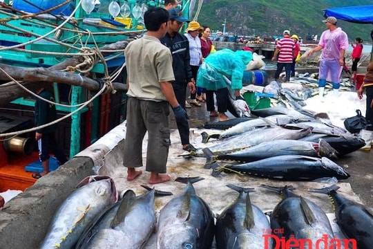Quy định kích thước cá ngừ vằn: Doanh nghiệp “đứng hình” vì quy chuẩn nội địa?
