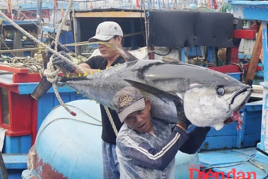 Quy định kích thước cá ngừ vằn - Bài 2: Doanh nghiệp, ngư dân đều “thiệt đơn, thiệt kép”