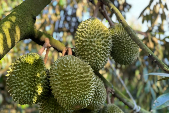 Sầu riêng “gặp khó”, doanh nghiệp “chỉ mặt” nguyên nhân