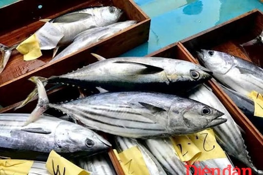 Quy định kích thước cá ngừ vằn - Bài 3: Doanh nghiệp mỏi mòn chờ “phao cứu sinh”