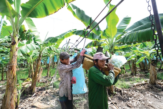 Trợ lực cho nông nghiệp: Đảm bảo đúng đối tượng, đúng mục đích