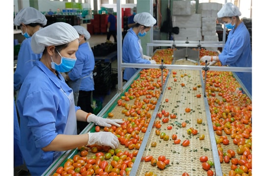 Chuẩn hoá chất lượng lấy lại đà tăng trưởng xuất khẩu rau quả