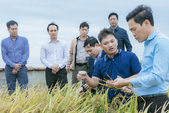Nam Định: Đưa công nghệ vào sản xuất nông nghiệp