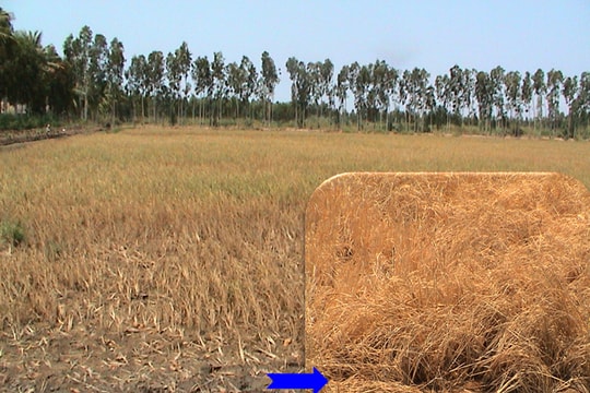 Cải thiện sức khỏe của đất trong điều kiện nắng nóng, hạn mặn và phèn đầu vụ hè thu