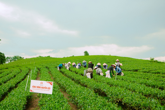 "Nâng chất" cho vùng chè Thái Nguyên