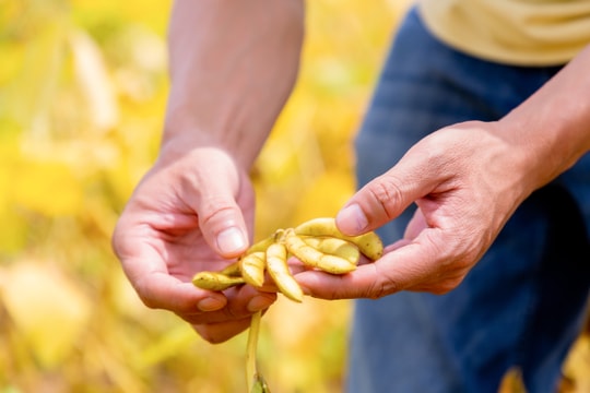 Một hạt đậu có thể “đi” được bao xa?