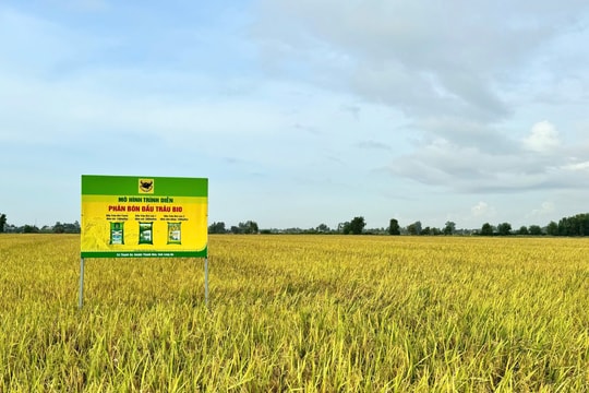 Giải mã cặp đôi “Bio và Canxi” - chìa khóa cho canh tác lúa bền vững ở ĐBSCL