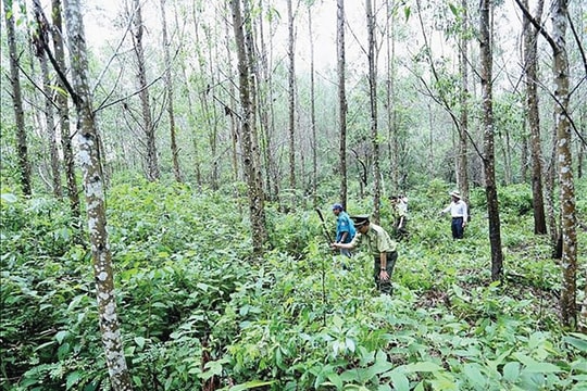 “Rộng cửa” xuất khẩu tín chỉ carbon sang EU