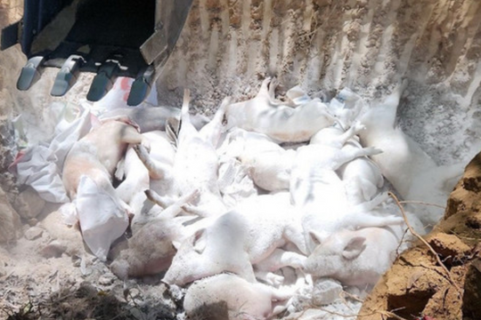 Dịch tả lợn châu Phi và lằn ranh đạo đức nghề nghiệp