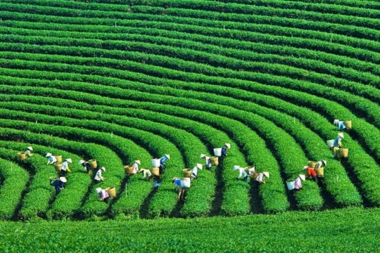 Phát triển nguồn nhân lực xanh