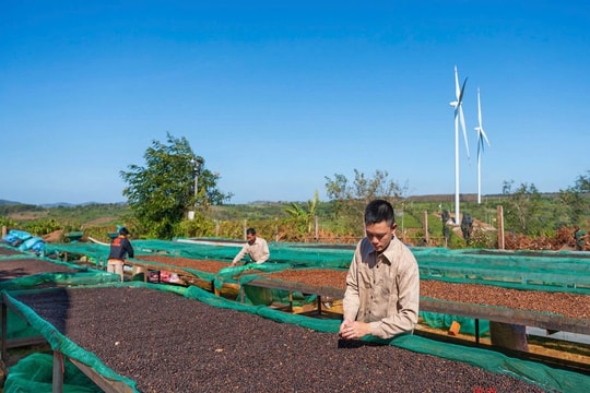 Gia Lai làm gì để hỗ trợ doanh nghiệp xuất khẩu?