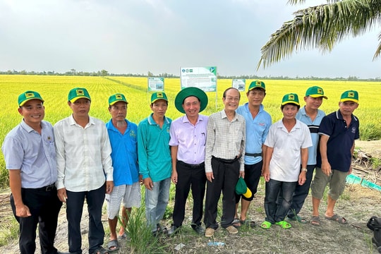 Đầu Trâu Bio-Canxi, từ lời kể của nông dân trong mô hình đến hiệu quả lan tỏa trong sản xuất lúa tại ĐBSCL