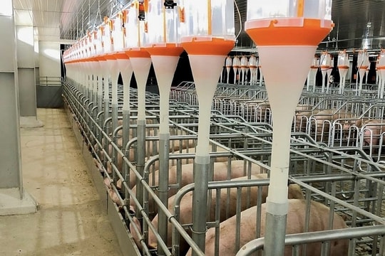 Sửa Luật Thuế GTGT: Gỡ mâu thuẫn, giảm gánh nặng cho chăn nuôi