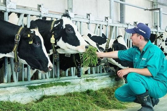 Hội Chăn nuôi kêu cứu trước nguy cơ “mất gốc” ngành sữa