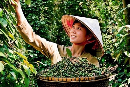 Hồ tiêu Việt Nam và khát vọng thương hiệu toàn cầu