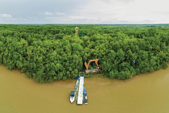 Đòn bẩy tài chính từ tín chỉ carbon: Động lực thúc đẩy chuyển đổi xanh