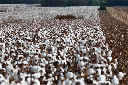 Cuộc chuyển dịch lớn của ngành may mặc toàn cầu