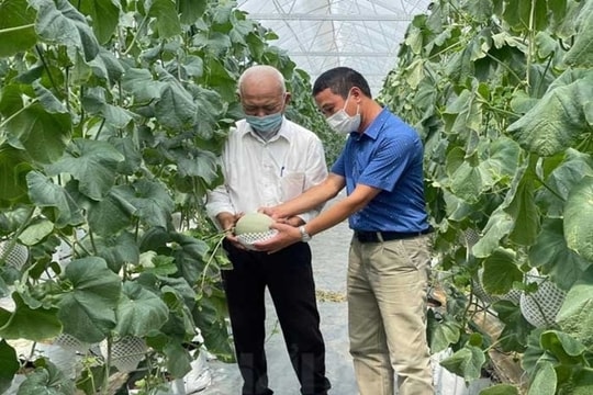 Hải Phòng: Tích tụ ruộng đất cho nông nghiệp công nghệ cao cất cánh