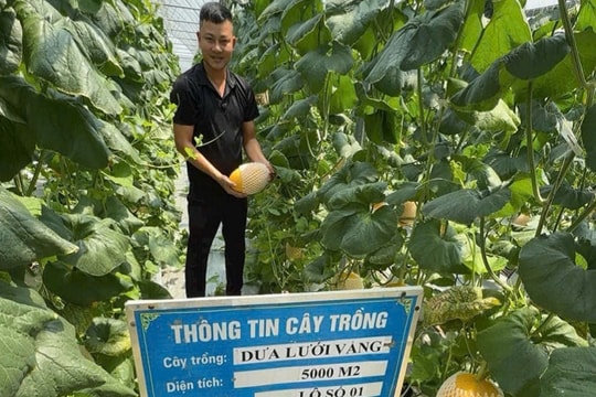 Hải Phòng trên đường trở thành thủ phủ nông nghiệp của miền Bắc