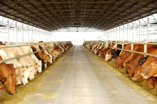 Cổ phiếu Nông nghiệp Hòa Phát sắp được phát hành ra công chúng