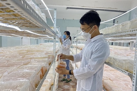 Nông nghiệp công nghệ cao - Chìa khóa cho tương lai xanh và bền vững