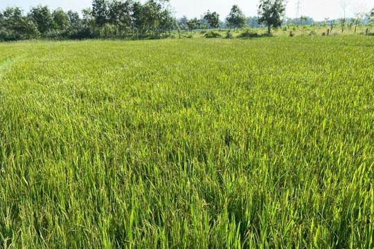 “Lúa carbon” – đào sâu chuỗi giá trị nông nghiệp