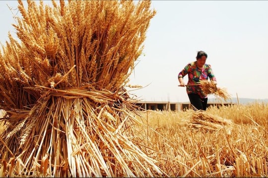 Tại sao kế hoạch 5 năm tới của Trung Quốc nhấn mạnh an ninh lương thực?