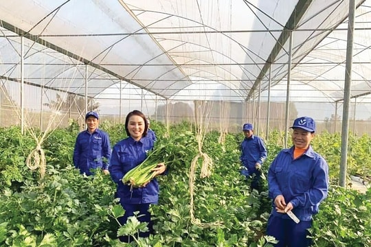 Chế biến sâu - nâng tầm nông sản Việt: Ba nhà liên kết bứt phá chế biến