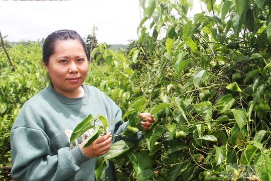 Nông nghiệp Việt tìm đường phát triển thực chất