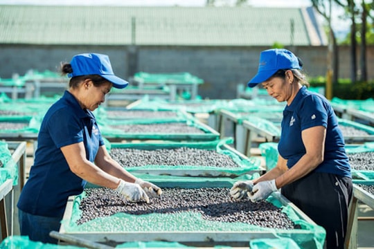 Xuất khẩu đạt đỉnh, doanh nghiệp cà phê chưa vội mừng