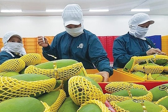 Liên kết vùng - nền tảng phát triển nông nghiệp bền vững