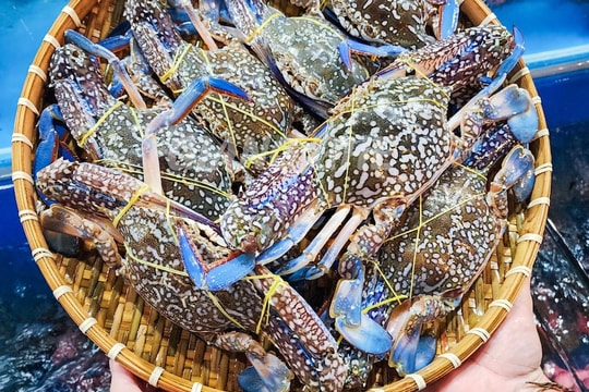 Doanh nghiệp xuất khẩu ghẹ sang Mỹ làm sao "thoát hiểm"?