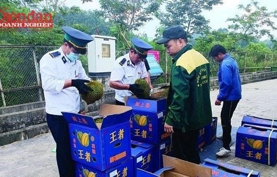 Bài học đắt giá cho ngành xuất khẩu sầu riêng